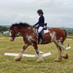 Dressage - 9th June 2024
